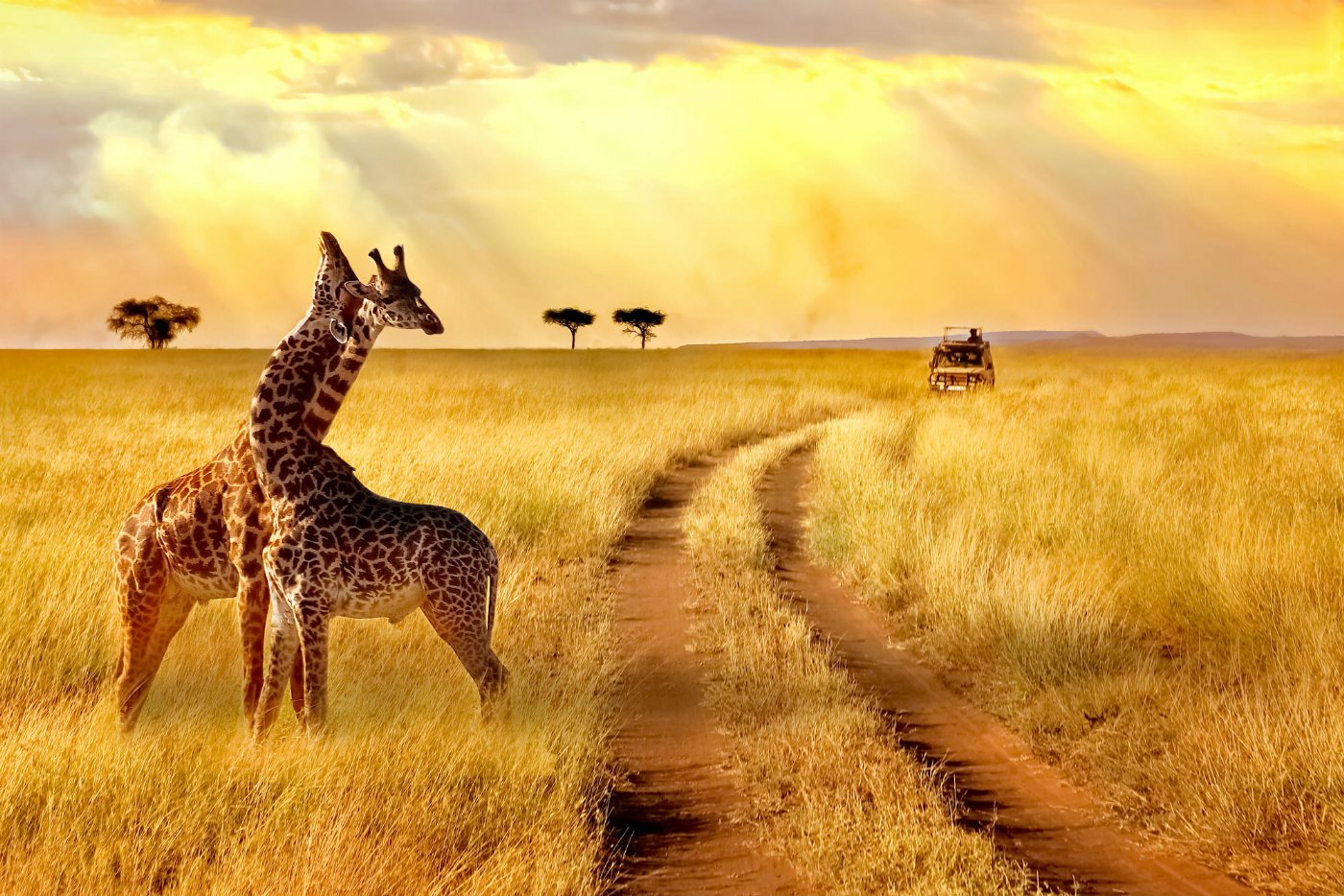 GÜNEY AFRİKA SAFARİ ROTASI **VİZESİZ ROTALAR