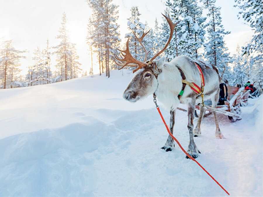 LAPLAND IGLOO KONAKLAMALI  EXCLUSİVE TURU
