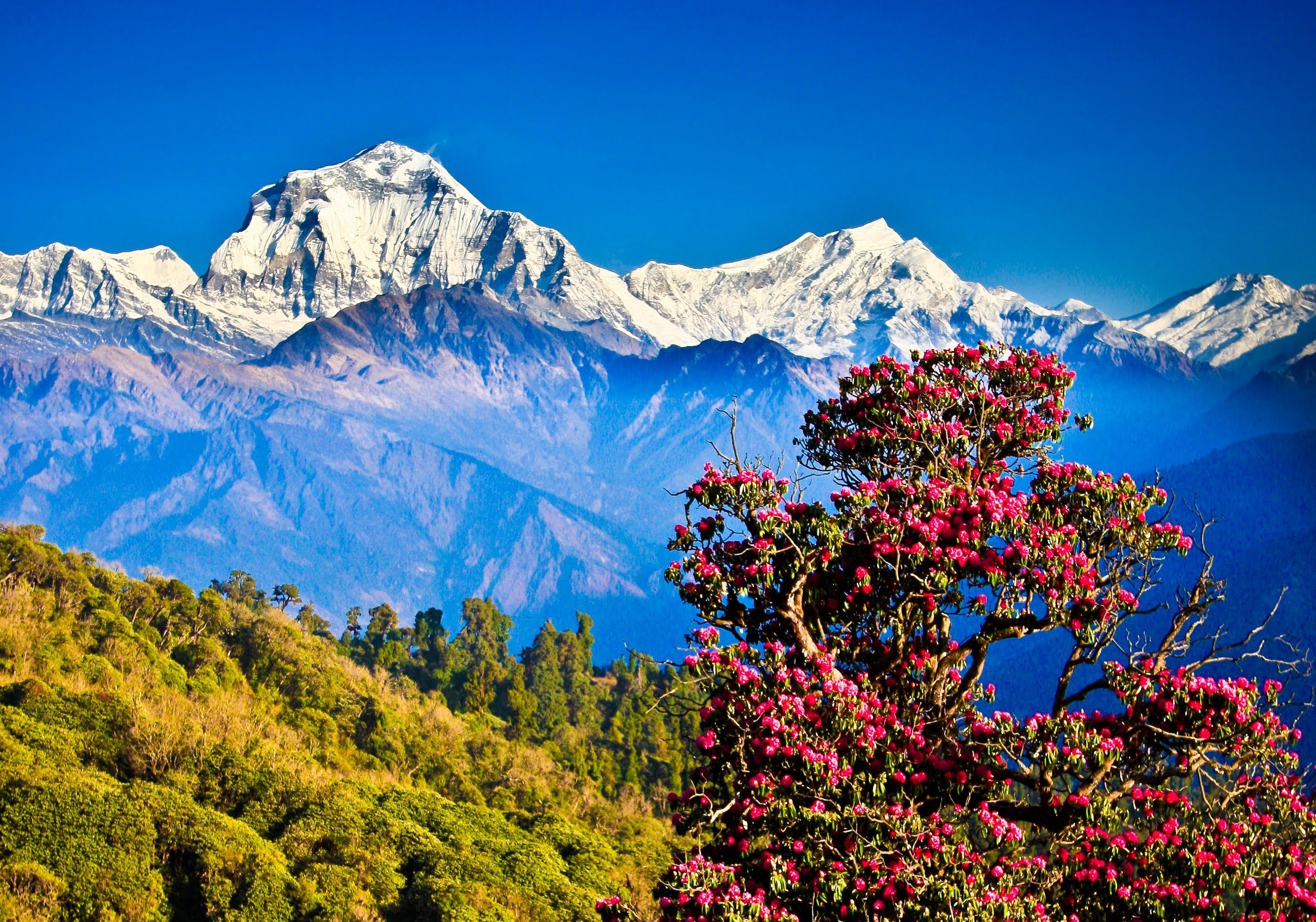 HİMALAYANIN ETEKLERİNDE  NEPAL & NAGARKOT 