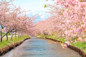 Sakura Döneminde Japonya Turu
