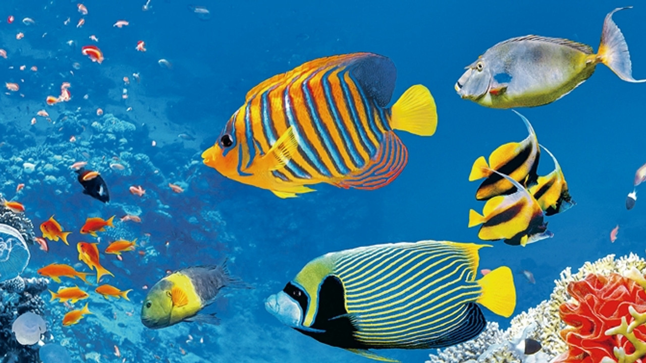 SHARM EL SHEIKH TURU KIZILDENİZ ROTASI